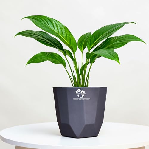 Surekha Peace Lily Live Plant with Self Watering Pot (Small Size) | Healthy Live Plants | Indoor Plants for Living Room, Gifting, indoor plants with pots for home, & Office Desk (Urban Edge Grey)