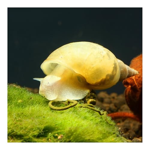 10 x Yoda Schnecke, Spitzschlammschnecke, Lymnaea stagnalis...