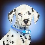 PERFEKT FÜR JEDEN HUND - KEIN Geld mehr für das Halsband mit der falschen Größe. Unser Halsband kann auf jeden Hund zugeschnitten werden, egal ob groß oder klein. Sie werden keine Zeit und kein Geld mehr verschwenden, wenn Sie die falsche Größe kaufen.