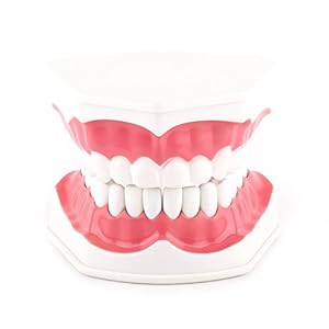 Tandheelkundige Standaard Tanden Model 28 Tanden Poetsen Flossen Oefenmodel met Tandenborstel voor Kinderen Tandarts Tandenpoetsen Lesgeven Studie Demonstratie