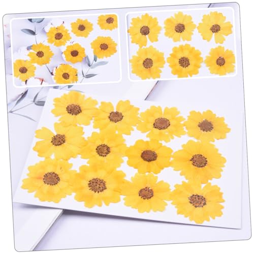 Flores de Margarita Presionadas para Manualidades 96 Piezas miniatura 5