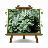 EURO PLANTS VIVAI