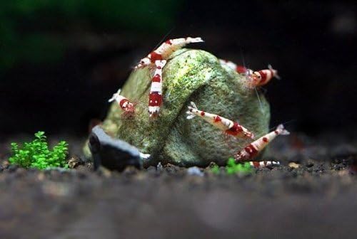 SunGrow Mineral Rocks, 0.5 Inch, Boosts Health, Helps Molting, Rich in Natural Minerals and Calcium, Gives Tanks a Natural and Rustic Look, Natural Decoratives, 60 Grams Pack