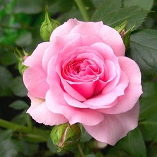 Fresh 100 Pcs MUL-Color Rose Flower Seeds for Planting Light Pink