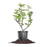 Perfect Plants Triple Crown BlackBerry Bush 1 Gallon | Live Vining Fruit for Outdoor Planting | Large Fruits for Home Gardens | Dark Purple Berries are Sweet & Healthy
