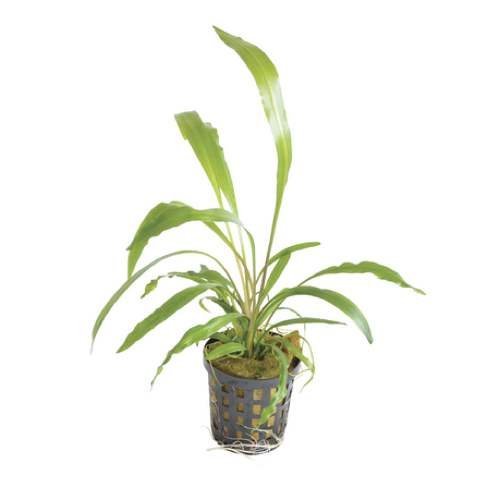 Buy Cryptocoryne spiralis