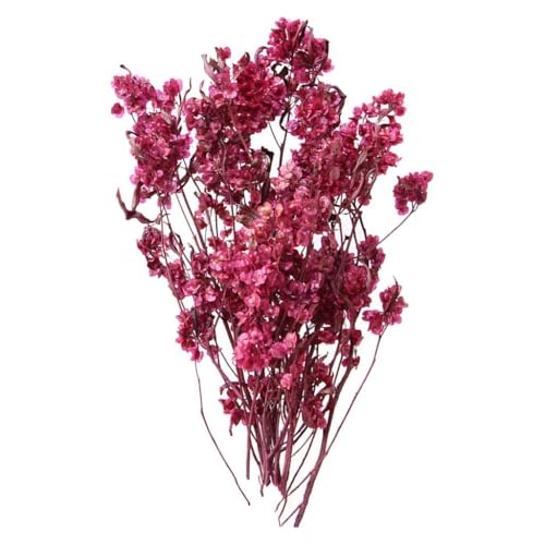 Ramo de Flores Secas Dodonaea Viscosa para Decoración miniatura 4