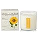 Sweet Sunflower Soy Candle with Plantable Box