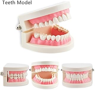 Pevor Dental Teaching Study Adult Standard Typodont Demonstration Teeth Model