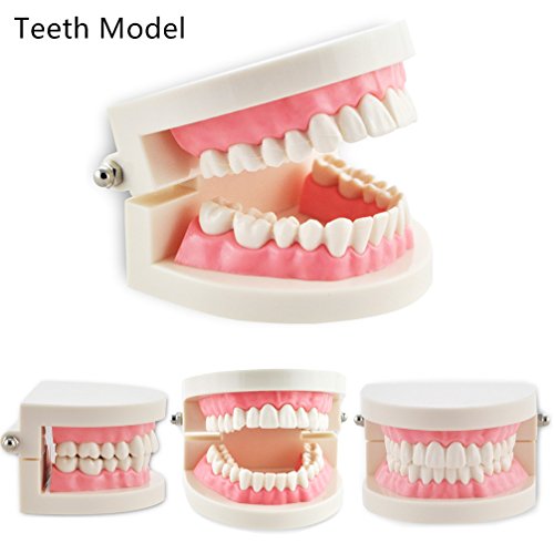 Pevor Dental Teaching Study Adult Standard Typodont Demonstration Teeth Model