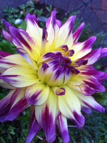 Image of SVG Imported Dahlia Flower Bulbs for Your Home and Gardening Pack of 2 Bulbs (lite green)