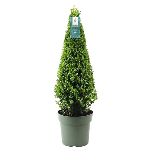 Plants by Frank | Echte Stechpalme Pyramide | 1x Ilex crenata 'Jenny' Pyramide | 1 Stück | 22 cm Ø durchmesser | 55 cm hoch | Buchsbaum ersatz | Ilex | Gartenpflanzen | Buchsbaum | Herbst Pflanzen