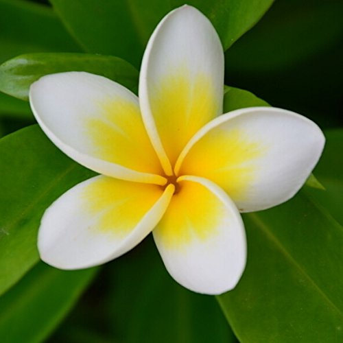 E Garden Patio Perennial Flower Tree Seeds, Plumeria 30