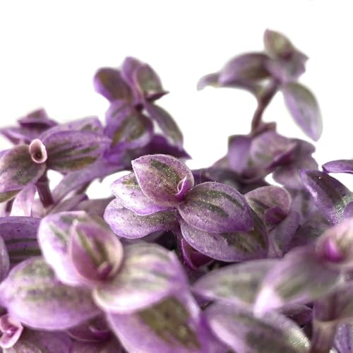 Tradescantia Pink Panther Wandering Jew - 4 Live Plants in 2 Inch Pots - Callisia Repens - Rare and Elegant Indoor Houseplant