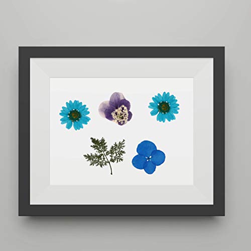 Amosfun 40Pcs Flores Secas Naturais Prensadas Azul Branco Flores Secas Reais Folhas Decoração de Tel