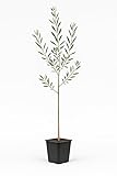 Myoshome - Olivo Sikitita Natural en Maceta 14 x14 cm Altura 90-100 cm, Planta de Exterior Frutal, Árbol para Jardín, Huerto o Terraza. Olivo Sikitita (Olea Europaea)