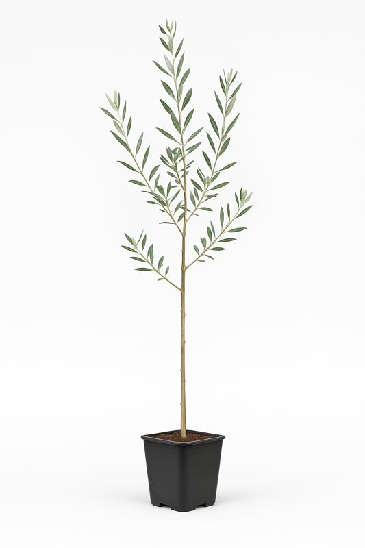 Myoshome - Olivo Sikitita Natural en Maceta 14 x14 cm Altura 90-100 cm, Planta de Exterior Frutal, Árbol para Jardín, Huerto o Terraza. Olivo Sikitita (Olea Europaea)