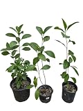 1 Live Bitter Leaf Plant, 12-15 inches Tall