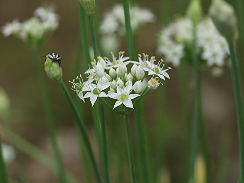 Chinese Chives - Organic Herb Seeds - Aka "Garlic Chives" - Heirloom - Flowering - Liliana's Garden #TOP1