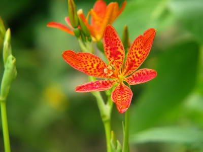 10 Freckleface Blackberry Lily (Leopard Lily) Belamcanda Chinensis Flower Seeds #TOP5