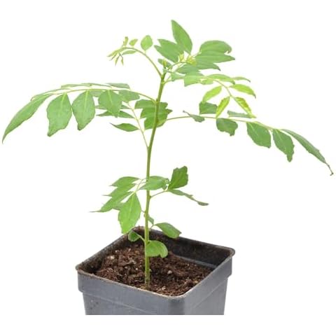 Murraya koenigii, Bergera koenigii, Sweet Neem, Murraya Curry Leaf Plant, Indian Curry Tree, Outdoor or houseplant, Culinary Bonsai, ContainerSize: 3" (2.6x3.5), Winterized 2Day Shipping Cover