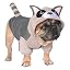 Raccoon Grey