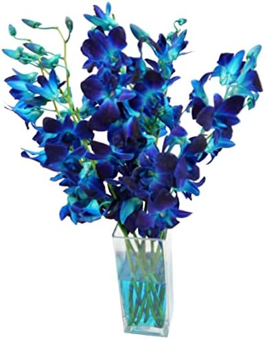 Fresh Dendrobium Dyed Blue Cut Orchids From Nursery in an Assorted Vase with Rocks