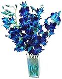 Athena's Garden Fresh Dendrobium Dyed Blue Cut Orchids From Nursery in an Assorted Vase with Rocks