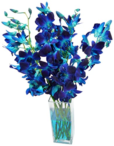 Fresh Dendrobium Dyed Blue Cut Orchids From Nursery in an Assorted Vase with Rocks