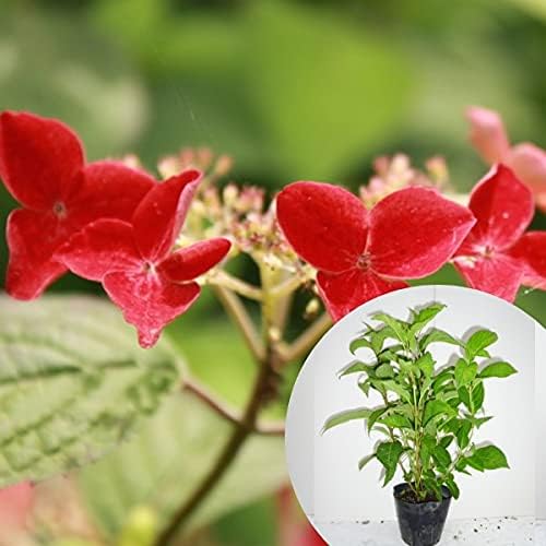 Amazon 苗 苗木 アジサイ クレナイ 樹高0 4m前後 15cmポット 紅 紫陽花 あじさい くれない 苗木 植木 苗 庭木 生け垣 1本 1 植木 Amazon 苗 苗木 アジサイ クレナイ 樹高0 4m前後 15cmポット 紅 紫陽花 あじさい くれない 苗木 植木 苗 庭木 生け垣 1本 1 植木