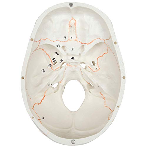 Axis Scientific Numbered Human Skull Model Bundle, 3 Part Life Size Replica, Removable Calvarium (Skull Cap), Mandible (Jaw) And 55 Numbered Features, Includes Detailed Study Guide #TOP4