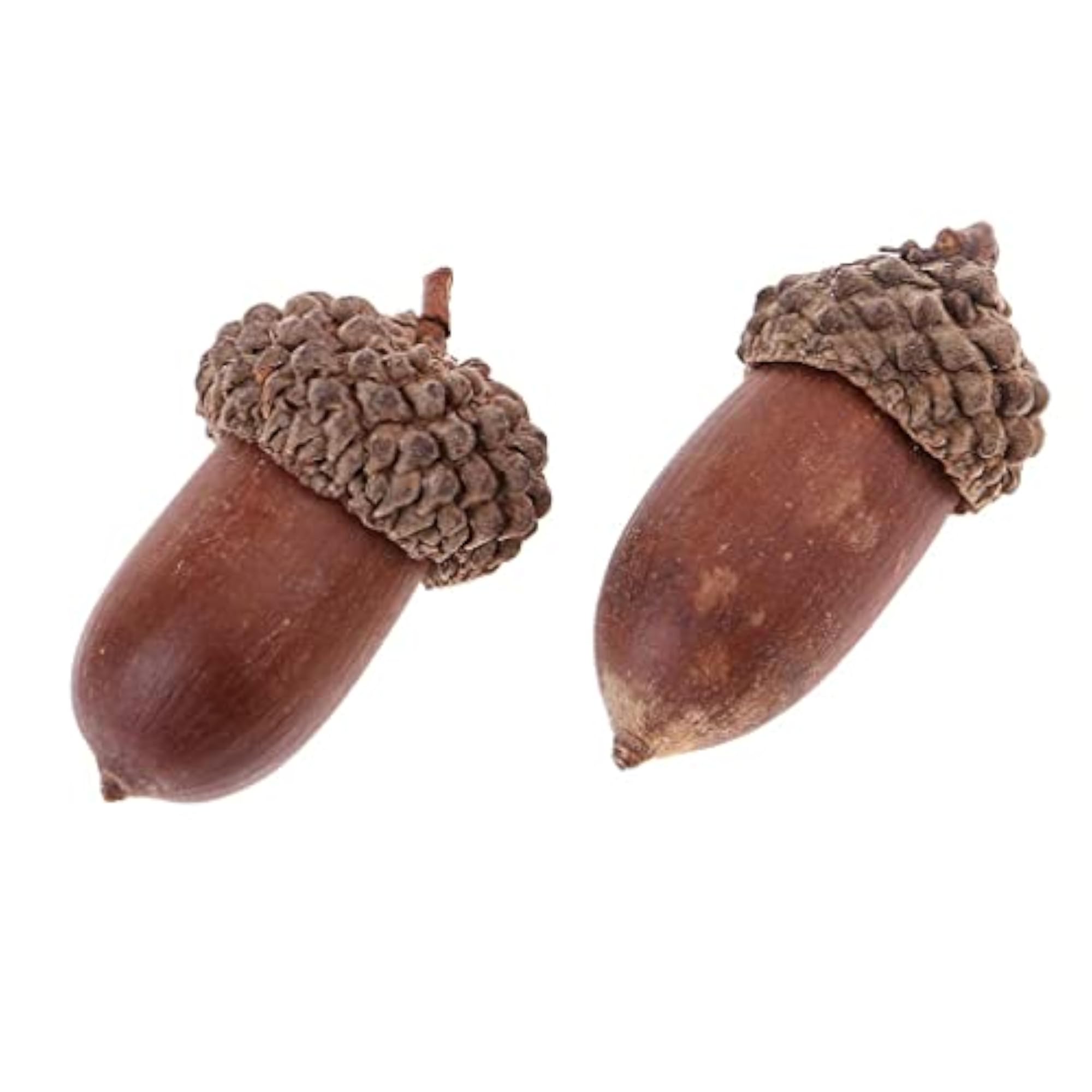 Rustic Natural Acorns Dried Table Decorations, 10 Pieces