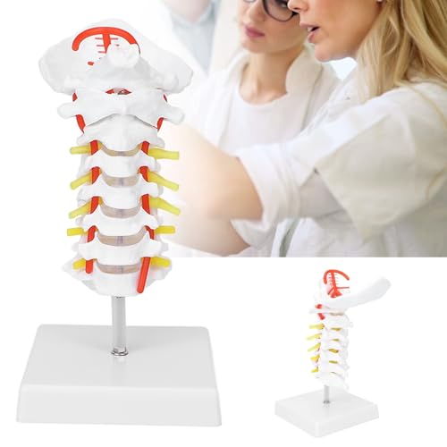 Modèle de colonne cervicale humaine pour cours de sciences
