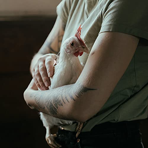 DOITOOL 2 Conjuntos De Aves Portáteis De Removedor De Injeção De Estéril Para Imunização Criativa So