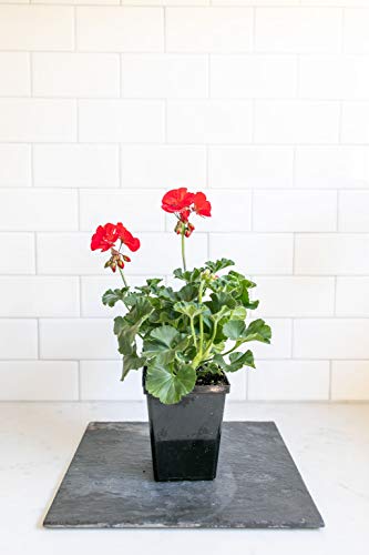 Plants By Post Quart 4In Geranium Flowering Plant, Red #TOP2