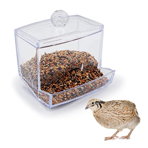 Button Quail Transparent Automatic Feed Box