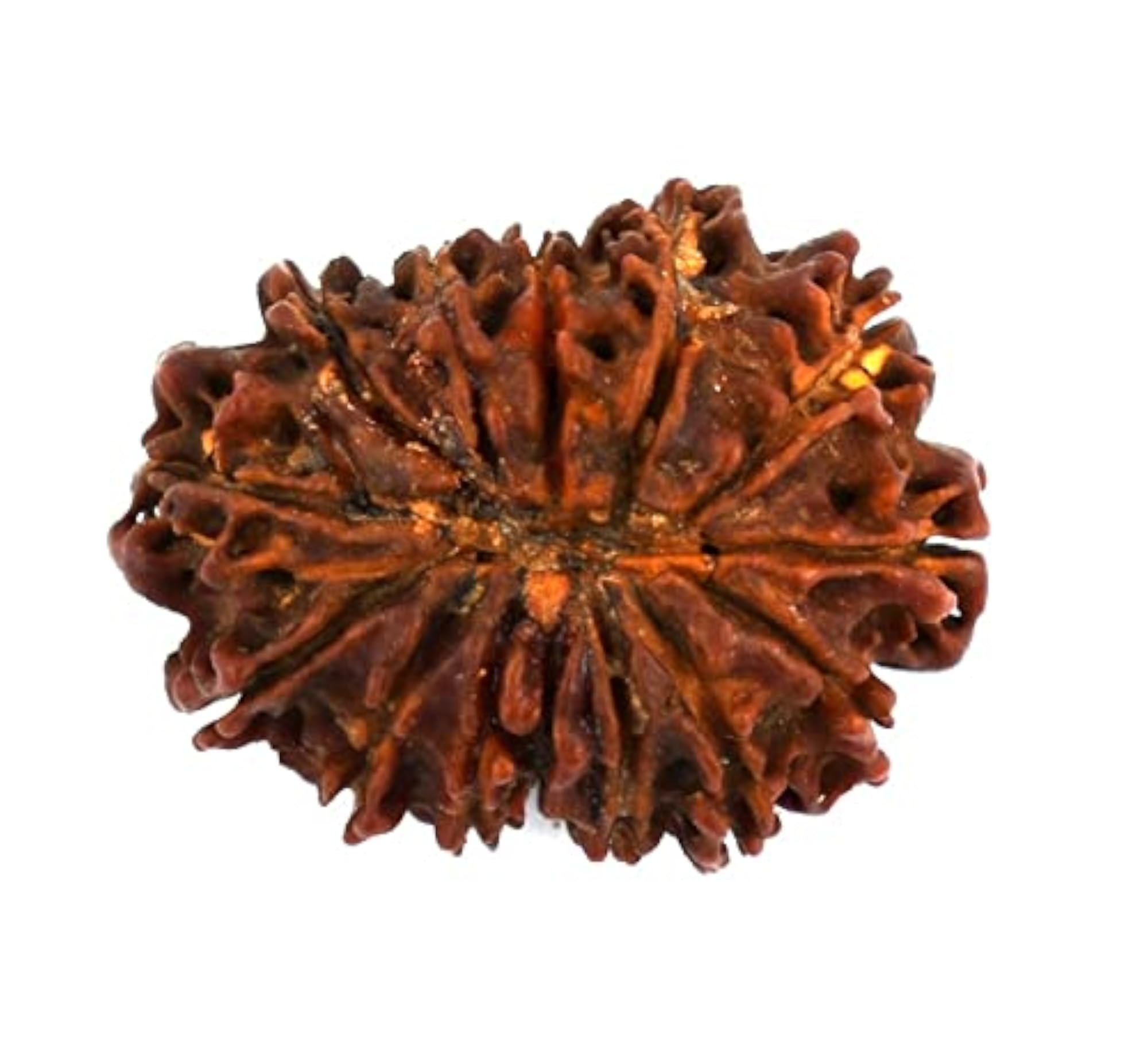 Genuine 20.5mm 13 Face Rudraksha, Certified Original