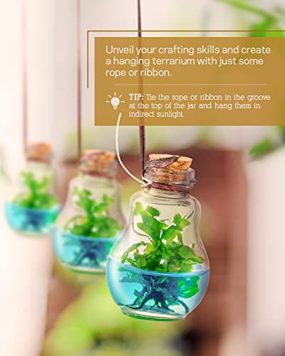 Venus Fly Trap, Grow Your Own Venus Flytrap In A 100% Self Sustaining Glass Terrarium, Maintenance Free, Easy To Grow, Healthy Growth Guarantee #TOP6