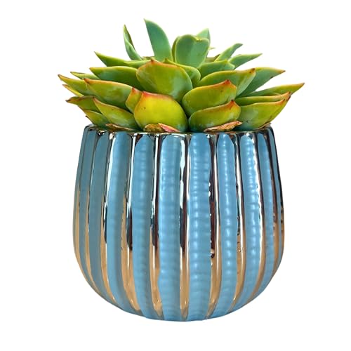 Admired By Nature 4" Ceramic Flower Planter Pot Decorative Planter for Indoor Plant Succulent Home Décor, Lightweight, Blue