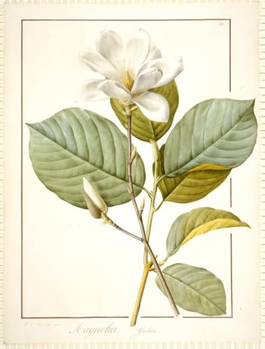 Tableaux célèbres de Pierre Redouté : impression d'art sur toile Magnolia 60x90 cm