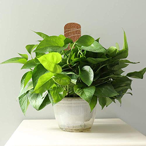 lossomly Moss Pole para soporte de plantas domésticas, postes de ...