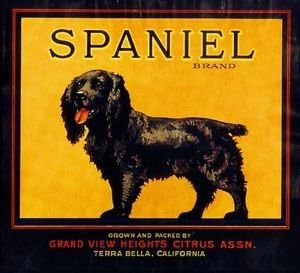 Magnet Terra Bella Cocker Spaniel Puppy Dog Orange Citrus Fruit Crate Magnet Art Print