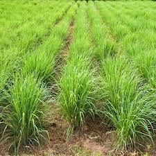 Audbhidhi Lemongrass (Hybrid) Seeds| Sow and Grow Fresh Healthy Seed in Your Garden (50 Seeds Pack) (B0B77H1Q66) Amazon Price History, Amazon Price Tracker