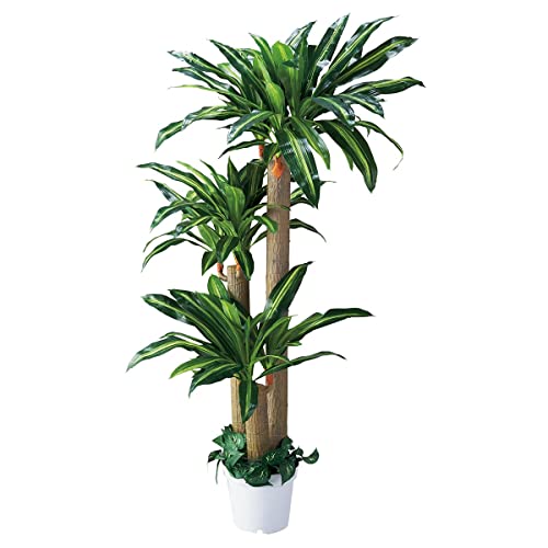 tFCNO[ K̖ 180cm y ϗtA tFCNO[ ^ lHϗtA lH XgAEGLXvX z 61-428-24-1_8724-4727