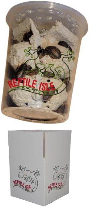 200 Large Dubia Roaches Live - Bearded Dragon Live Food | Reptile Food, Large Dubia Roaches for Reptiles