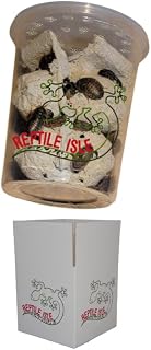 200 Large Dubia Roaches Live - Bearded Dragon Live Food | Reptile Food, Large Dubia Roaches for Reptiles