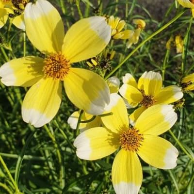 Bur Marigold Bidens Aurea 200 Seeds