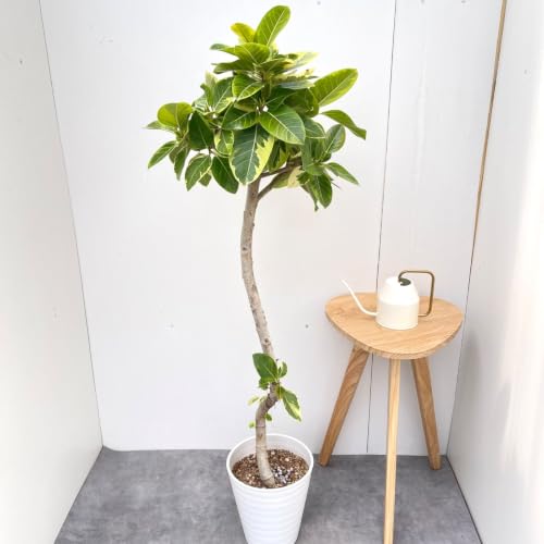 観葉植物 フィカス・アルテシマ」の人気商品一覧 | 安い商品を通販