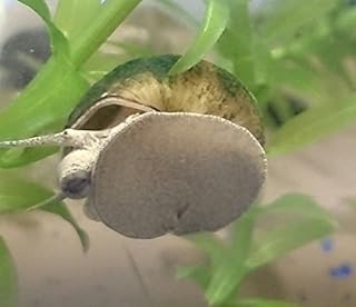 【淡水巻貝 たにし】 ヒメタニシ 10匹+補償分5匹 補償無し※【生体】
