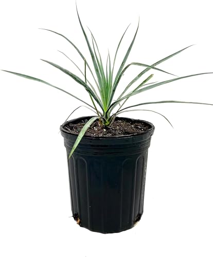 Silver Yucca - Live Plant in a 3 Gallon Growers Pot - Yucca Rostrata - Rare Outdoor Ornamental Slow Growing Evergreen Tree